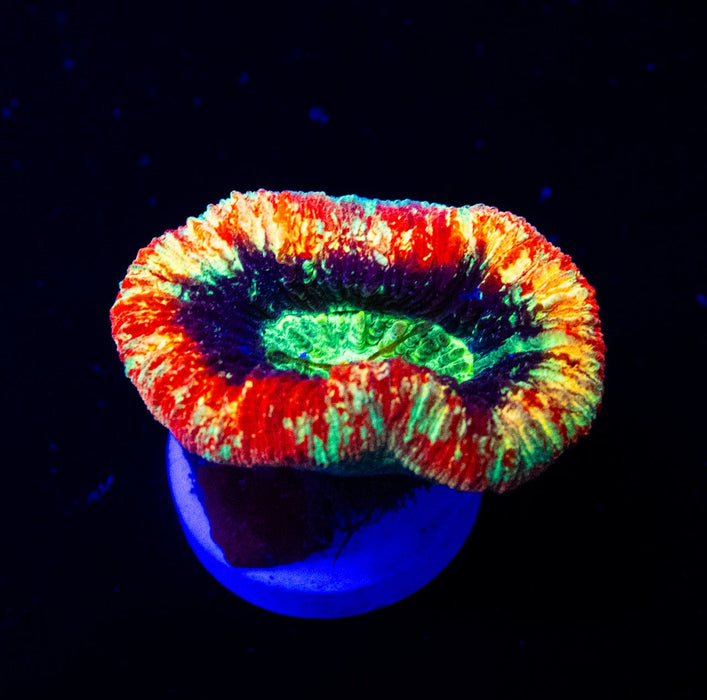 Trachyphyllia Rainbow Green Eye