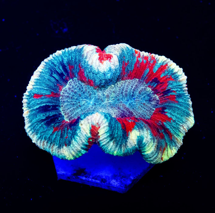 RAR Trachyphyllia Super Ultra