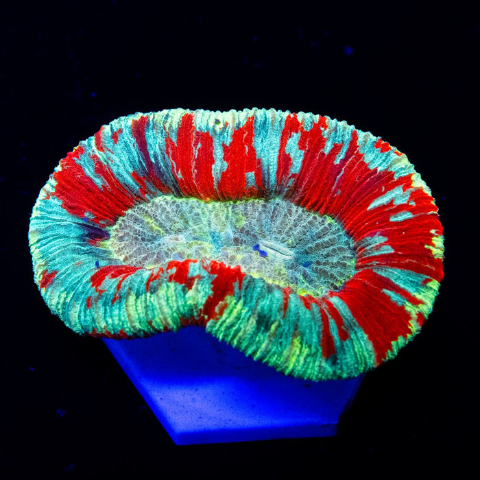 RAR Trachyphyllia Super Ultra