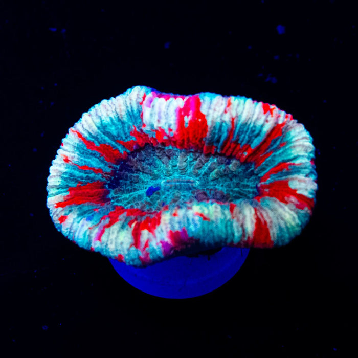 RAR Trachyphyllia Super Ultra