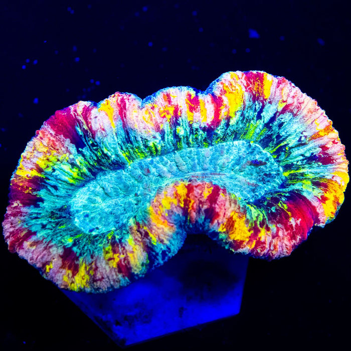 Trachyphyllia Rainbow