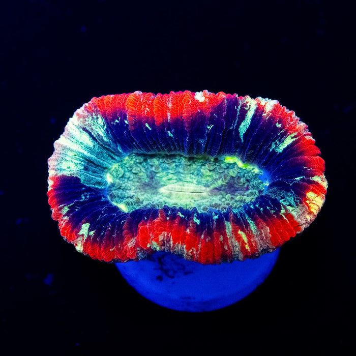 Trachyphyllia Rainbow Neon Eye