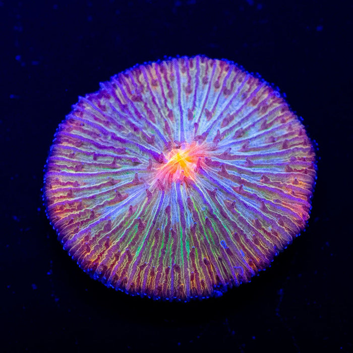 Fungia Pale Rainbow