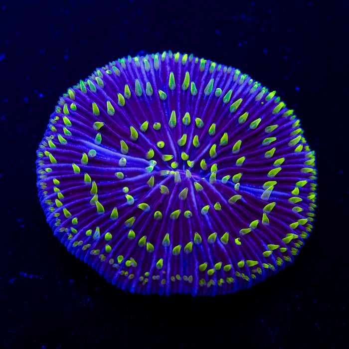 Fungia Green Polyp Aussie