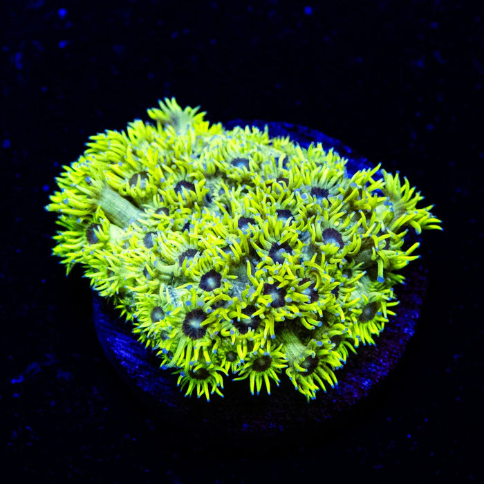 Neon Dark Dot Goniopora