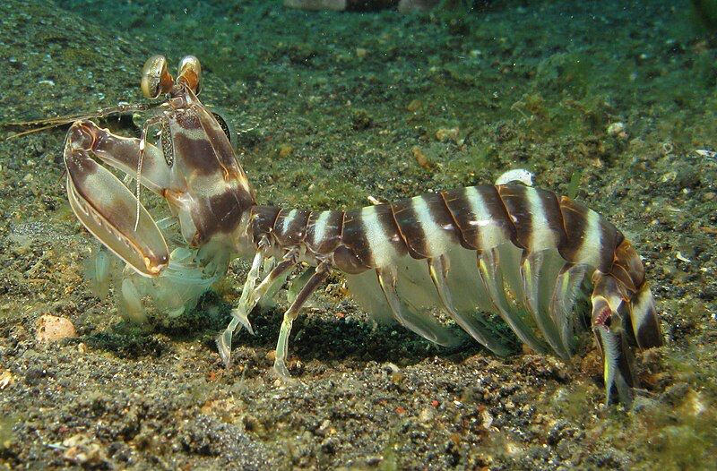 Mantis Shrimp Impaler (Lysiosquillina maculata)