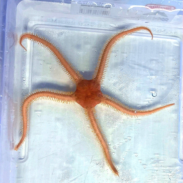 Gold Brittle Star (Ophiarachna Incrassata)