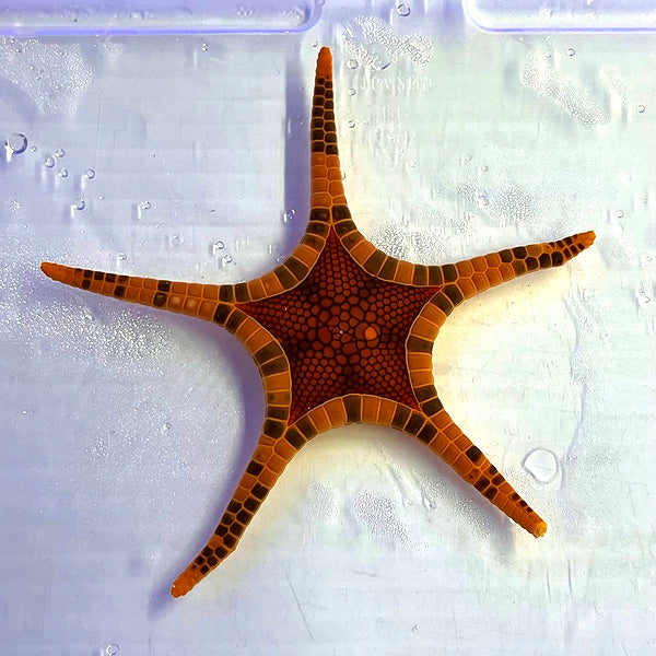 Orange Starfish Cleaner (Reef Safe)