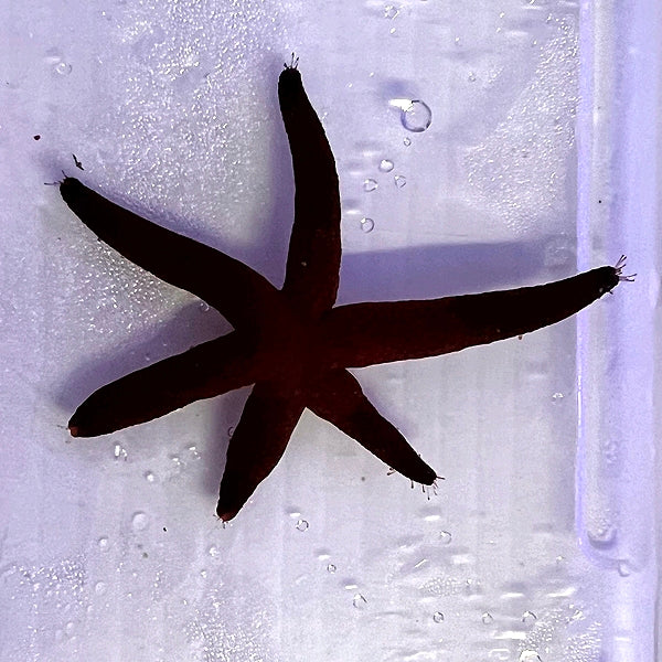 Six-rayed Starfish (Leptasterias hexactis)