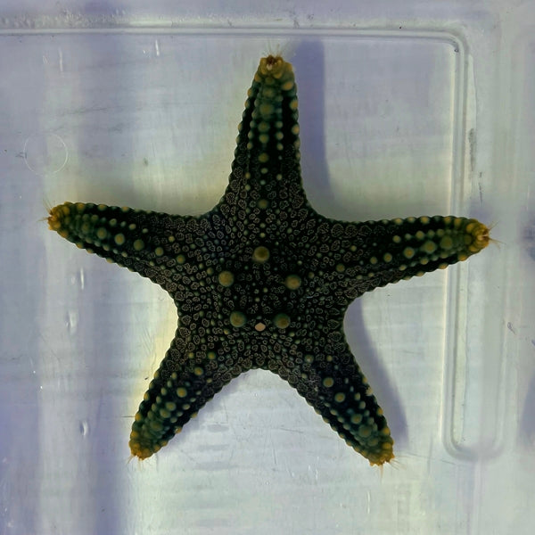 General Starfish (Not Reef Safe)