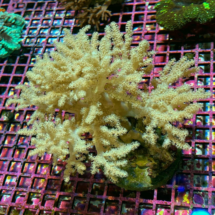 Sinularia Leather Coral (Yellow)