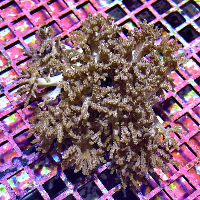 Sinularia Leather Coral