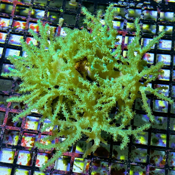 Sinularia Leather Coral Super Green