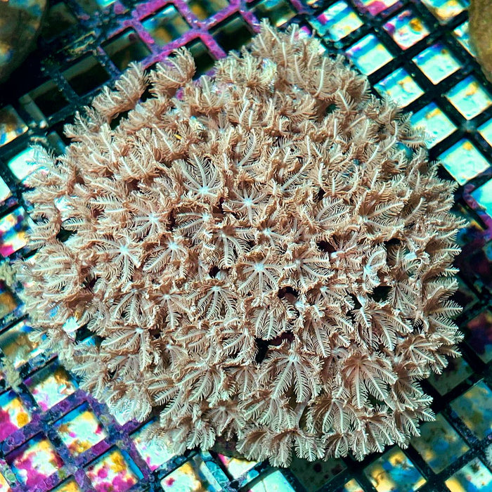 Pipe Organ Coral (Tubipora musica)