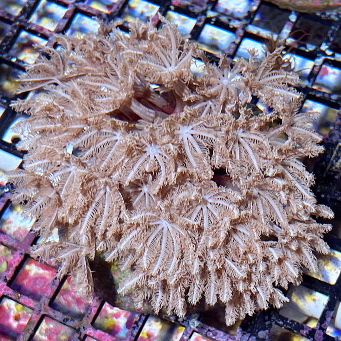 Pipe Organ Coral (Tubipora musica)