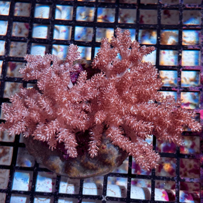 Sinularia Leather Coral