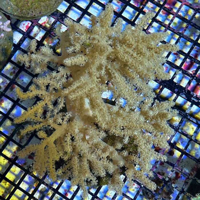 Sinularia Leather Coral (Yellow)