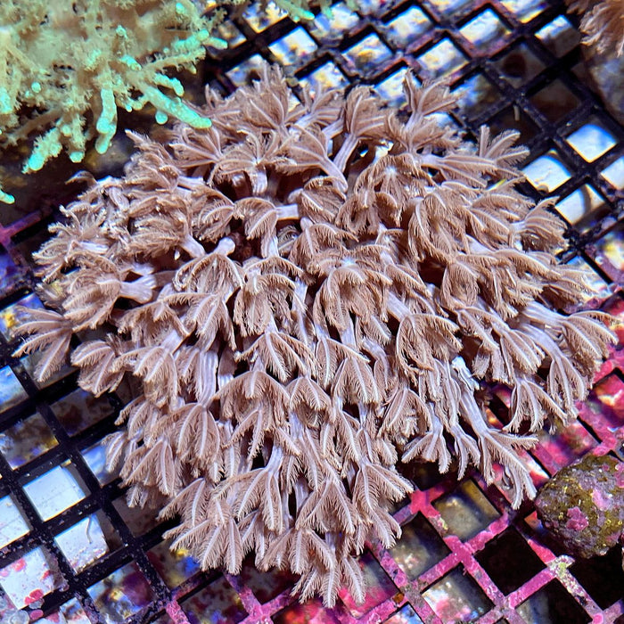 Pipe Organ Coral (Tubipora musica)