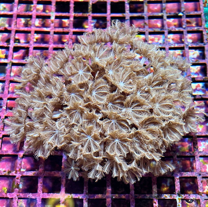 Pipe Organ Coral (Tubipora musica)