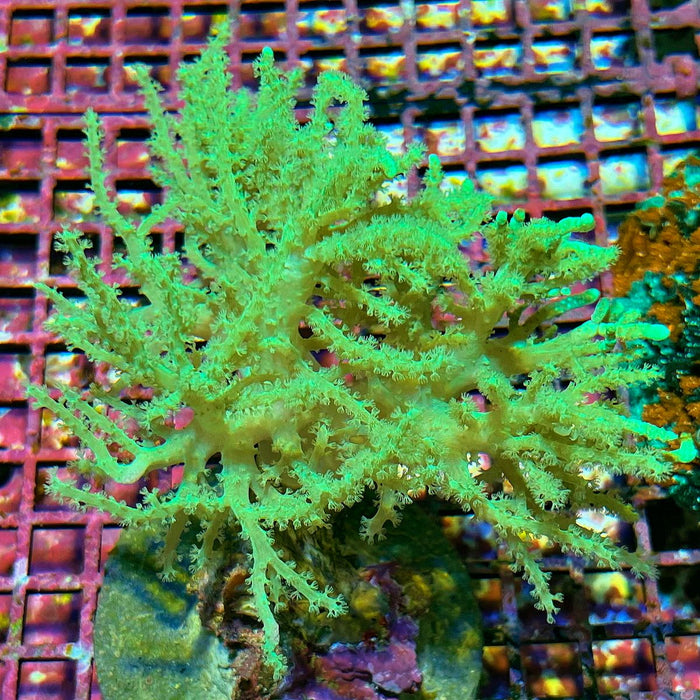 Sinularia Leather Coral (Green)