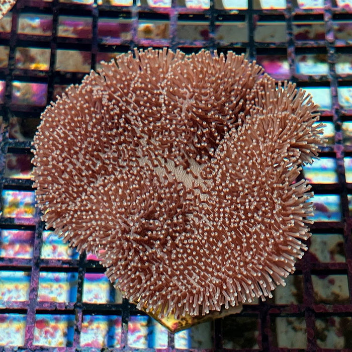 TOADSTOOL LEATHER CORAL