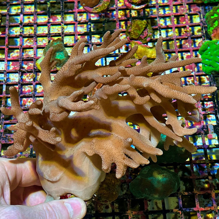 Sinularia Leather Coral