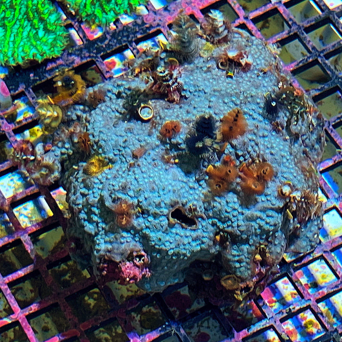 Christmas Worms Colony