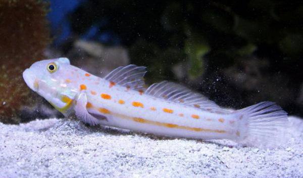 Diamond Watchman Goby (Valenciennea Puellaris)