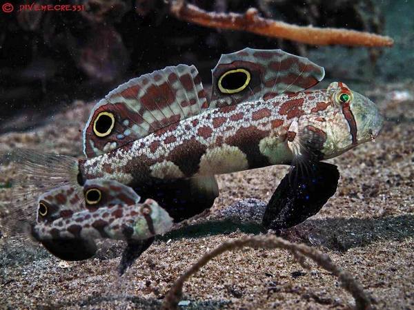 Two Spot Goby (Signigobius Biocellatus)