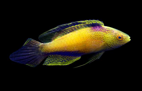 Rhomboid Golden Fairy Wrasse (Cirrhilabrus Rhomboidalis) Super Male