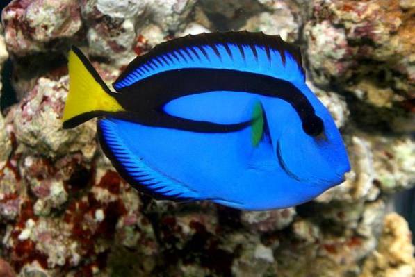 Blue Tang (Paracanthurus Hepatus)