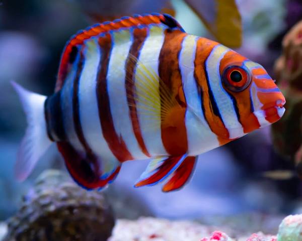 Harlequin Tuskfish (Choerodon Fasciatus)