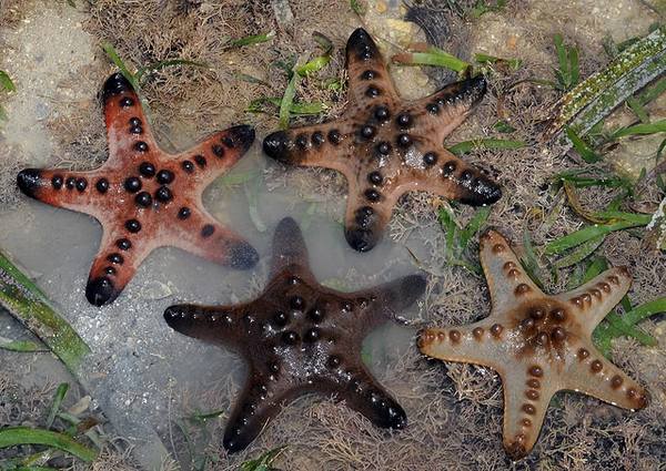 Chocolate Chip Sea Star (Protoreaster Nodosus)