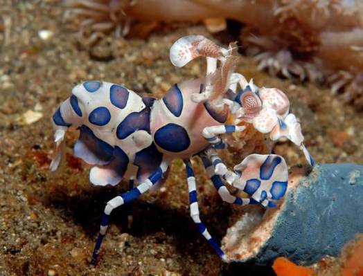 Harlequin Shrimp (Hymenocera Picta)