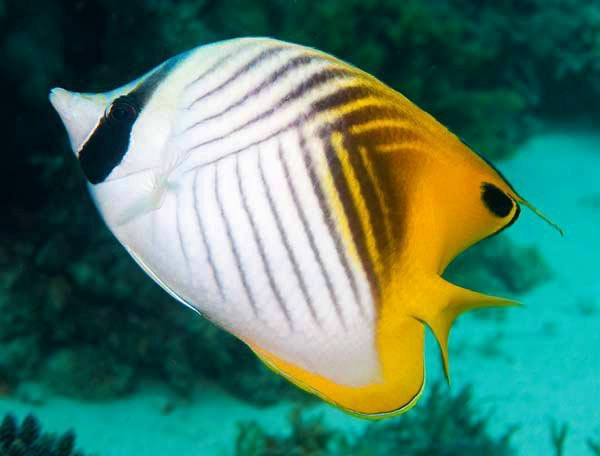 Auriga Butterflyfish (Chaetodon Auriga)