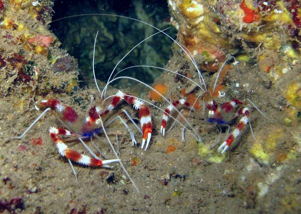 Banded Coral Shrimp (Stenopus Hispidus)