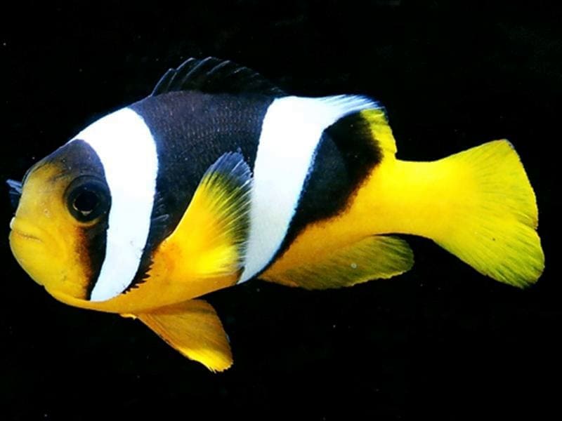 Sebae Clownfish (Amphiprion Sebae)