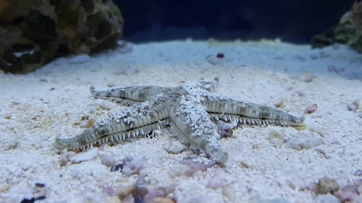 Sand Sifting Sea Star (Astropecten Polycanthus)