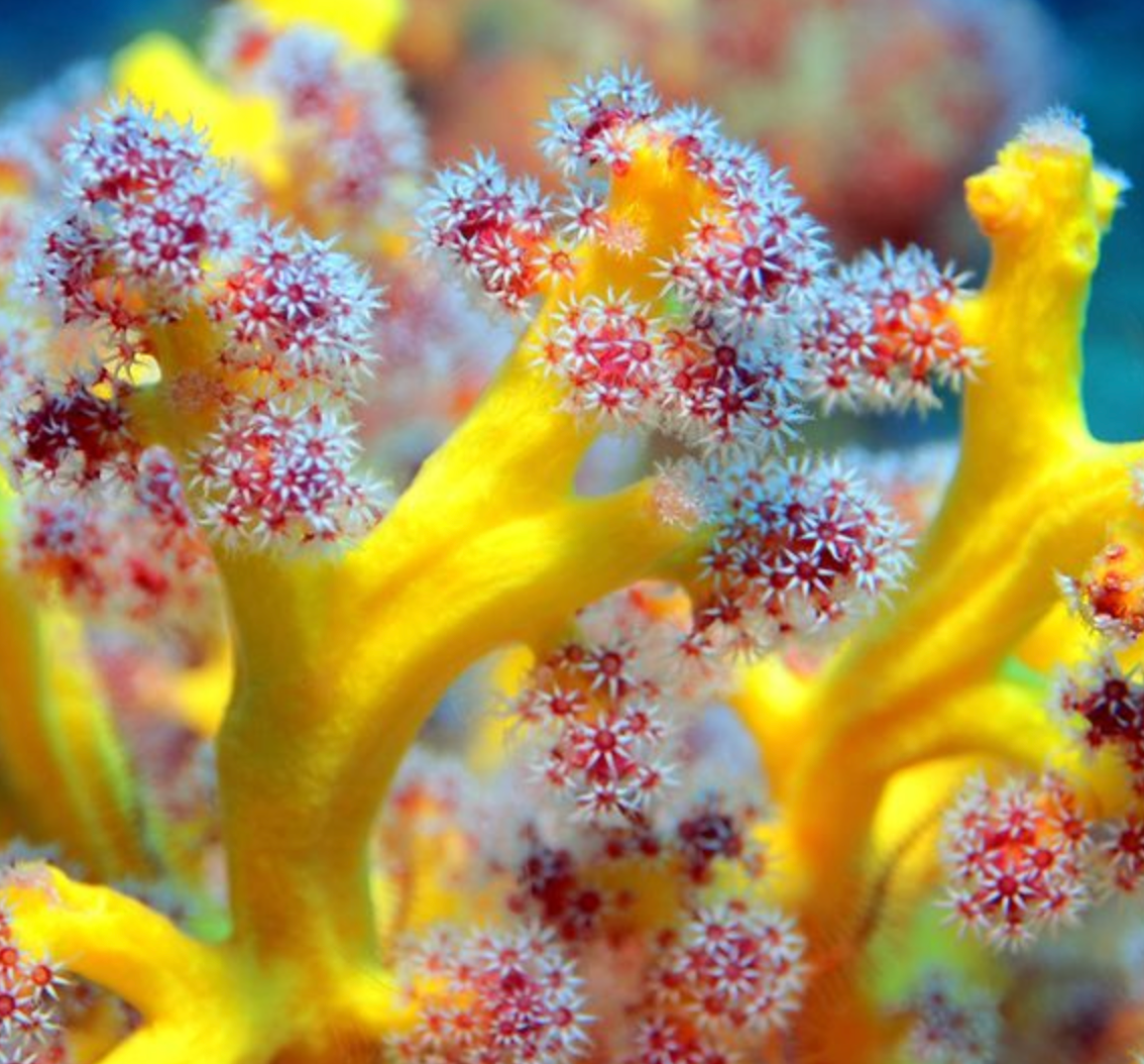 SOFT Corals - Reef Exclusive MA LLC