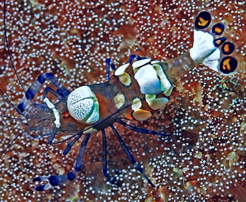 Magnificent Anemone Shrimp (Ancylomenes magnificus)