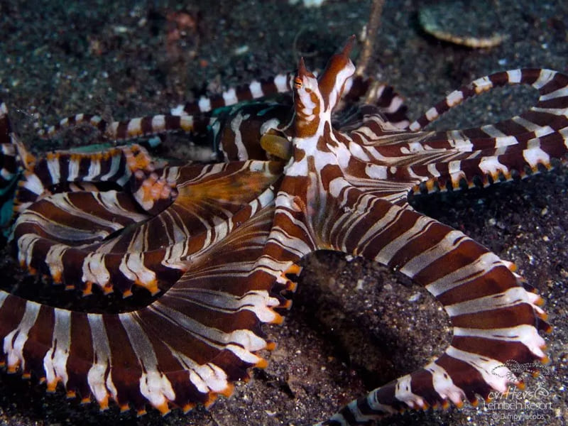 Wunderpus Octopus (Wunderpus photogenicus)