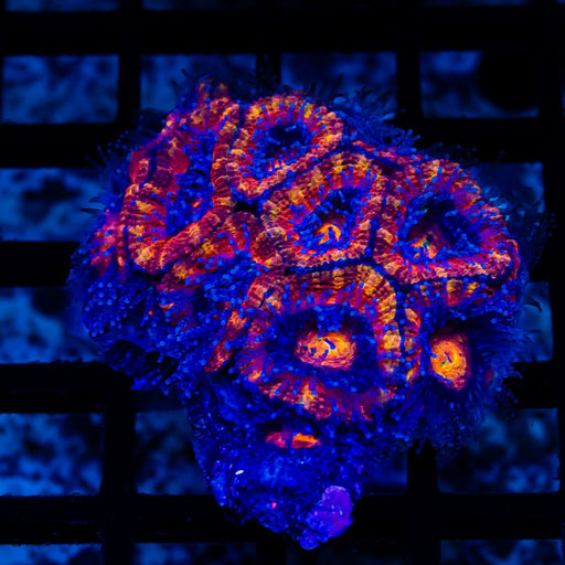 Acan Colony - Reef Exclusive MA LLC