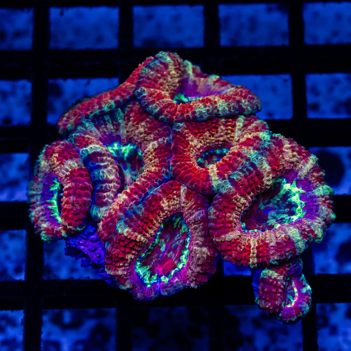 Acan Colony - Reef Exclusive MA LLC