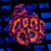 Acan Colony - Reef Exclusive MA LLC