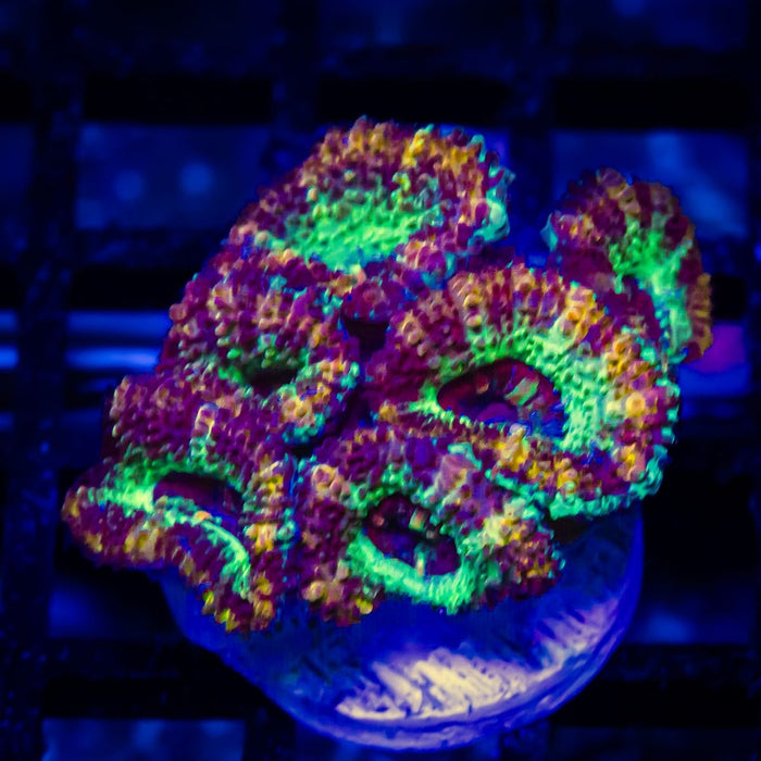 Acan Frag - Reef Exclusive MA LLC