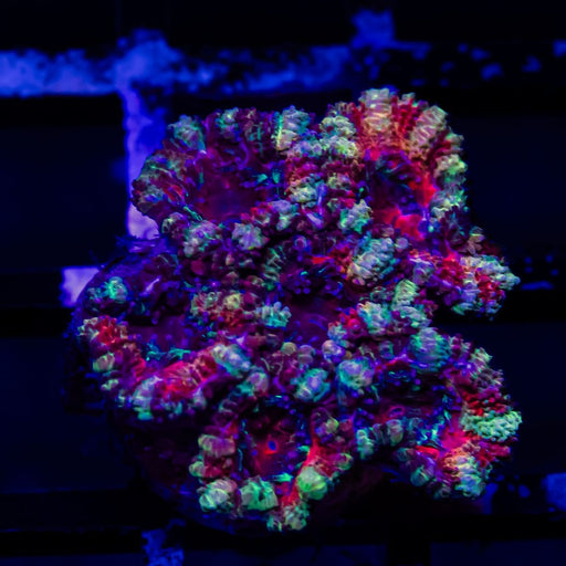 Acan Frag - Reef Exclusive MA LLC