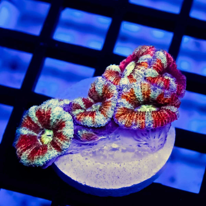 Acan Frag - Reef Exclusive MA LLC