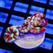 Acan Frag - Reef Exclusive MA LLC