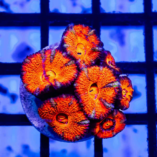 Acan Frag - Reef Exclusive MA LLC