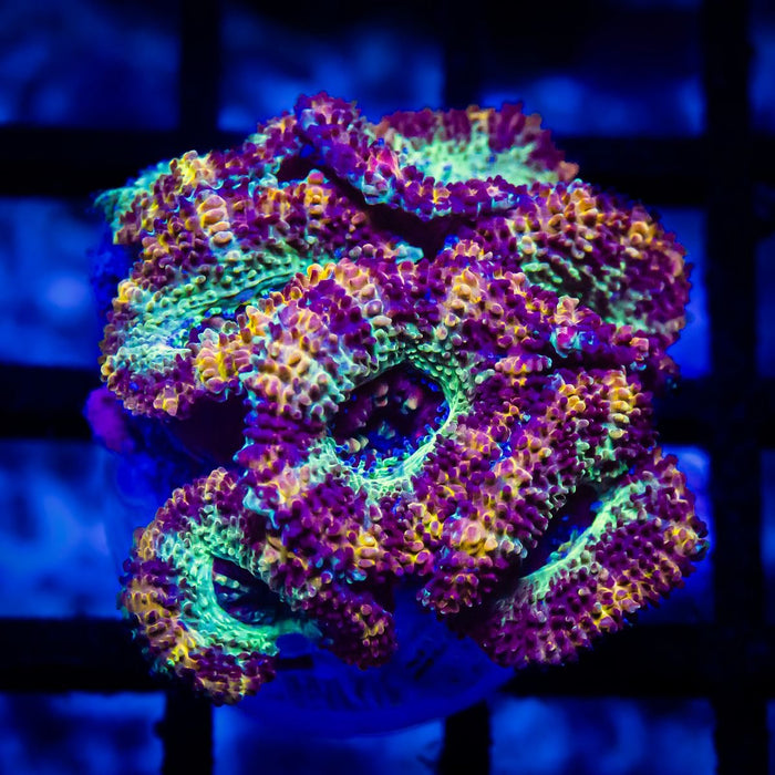 Acan Frag - Reef Exclusive MA LLC